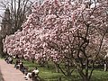 park-schoental-aschaffenburg_magnolienhain.jpg